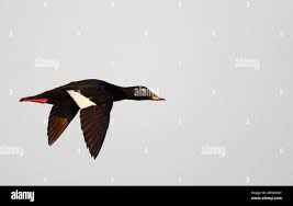 Attēlu rezultāti vaicājumam “Melanitta fusca male”