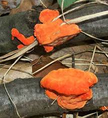 Attēlu rezultāti vaicājumam “Pycnoporus cinnabarinus”