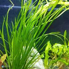 「水蘭」的圖片搜尋結果