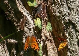 Attēlu rezultāti vaicājumam “Nymphalis polychloros upperside”
