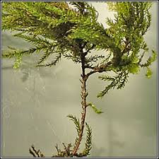 Attēlu rezultāti vaicājumam “Thamnobryum alopecurum”