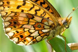 Attēlu rezultāti vaicājumam “Boloria eunomia underside”