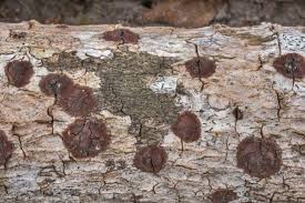 Attēlu rezultāti vaicājumam “Hypoxylon fuscum”