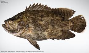 Image result for Lobotes surinamensis