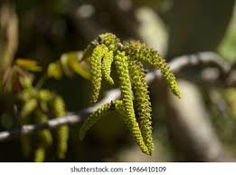 Attēlu rezultāti vaicājumam “Juglans mandshurica female flower”
