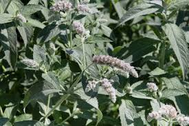 Attēlu rezultāti vaicājumam “Mentha longifolia flower”