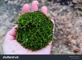 Attēlu rezultāti vaicājumam “Syntrichia”