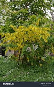 Attēlu rezultāti vaicājumam “Laburnum alpinum leaf”