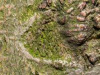 Attēlu rezultāti vaicājumam “Scoliciosporum chlorococcum”