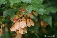 Attēlu rezultāti vaicājumam “Acer tataricum fruit”