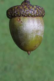 Attēlu rezultāti vaicājumam “Quercus rubra fruit”