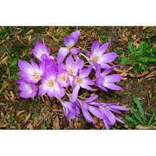 Attēlu rezultāti vaicājumam “Colchicum autumnale flower”