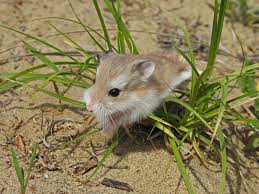 Image result for хомек