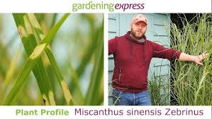 Image result for Miscanthus sinensis Zebrina