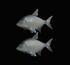 Attēlu rezultāti vaicājumam “Abramis brama”