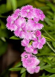 Attēlu rezultāti vaicājumam “Dianthus arenarius bud”