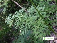 Attēlu rezultāti vaicājumam “Selinum carvifolia leaf”