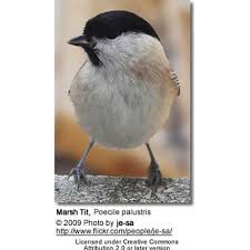 Attēlu rezultāti vaicājumam “Poecile palustris adult”