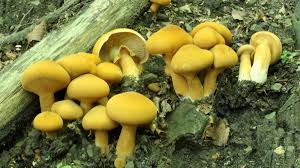 Attēlu rezultāti vaicājumam “Phaeolepiota aurea”