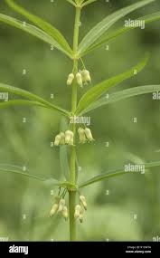 Attēlu rezultāti vaicājumam “Polygonatum verticillatum”