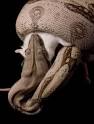 Red-tail Boa Constrictor (Boa constrictor constrictor)