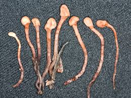 Attēlu rezultāti vaicājumam “Heyderia abietis”