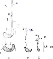 Attēlu rezultāti vaicājumam “Hammarbya paludosa fruit”