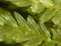 Attēlu rezultāti vaicājumam “Fissidens osmundoides”