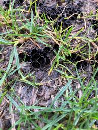 Attēlu rezultāti vaicājumam “Pseudoplectania nigrella”