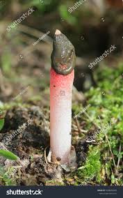 Attēlu rezultāti vaicājumam “Mutinus ravenelii”