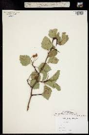 Attēlu rezultāti vaicājumam “Crataegus macracantha”