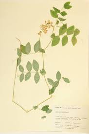 Attēlu rezultāti vaicājumam “Leguminosae”