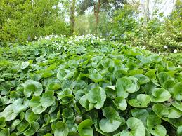 Attēlu rezultāti vaicājumam “Asarum europaeum”