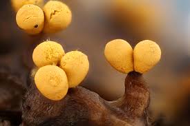 Attēlu rezultāti vaicājumam “Trichia varia spores”