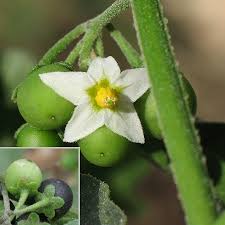 Attēlu rezultāti vaicājumam “Solanum nigrum flower”