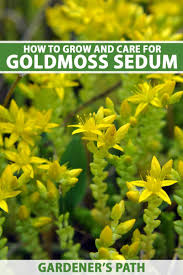 Attēlu rezultāti vaicājumam “Sedum acre flower”