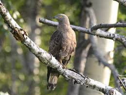 Attēlu rezultāti vaicājumam “Pernis apivorus”