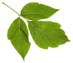 Attēlu rezultāti vaicājumam “Acer negundo leaf”