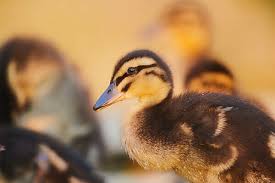 Attēlu rezultāti vaicājumam “Anas platyrhynchos juvenile”