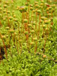 Attēlu rezultāti vaicājumam “Philonotis fontana sporophyte”