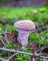 Attēlu rezultāti vaicājumam “Cortinarius traganus”