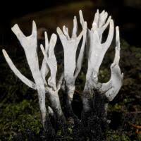 Attēlu rezultāti vaicājumam “Xylaria”