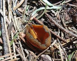 Attēlu rezultāti vaicājumam “Caloscypha fulgens”