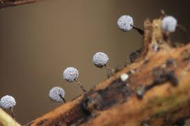 Attēlu rezultāti vaicājumam “Physarum, Nannengaella sp.”