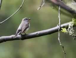 Image result for Ficedula albicilla