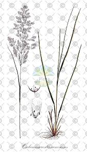 Attēlu rezultāti vaicājumam “Calamagrostis canescens fruit”