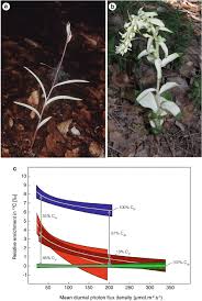 Attēlu rezultāti vaicājumam “Cephalanthera rubra”