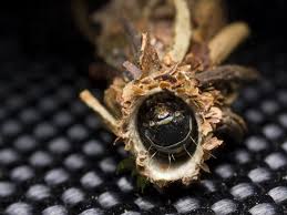 Attēlu rezultāti vaicājumam “Canephora hirsuta larva”