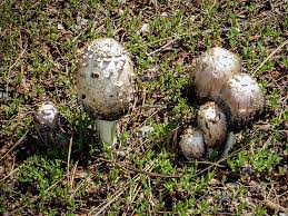 Attēlu rezultāti vaicājumam “Coprinus comatus”