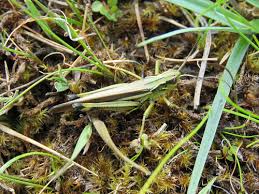 Attēlu rezultāti vaicājumam “Stethophyma grossum”